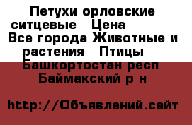 Петухи орловские ситцевые › Цена ­ 1 000 - Все города Животные и растения » Птицы   . Башкортостан респ.,Баймакский р-н